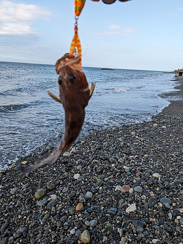 キジハタの釣果