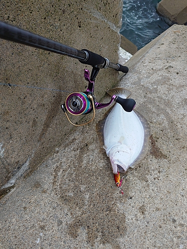 ヒラメの釣果