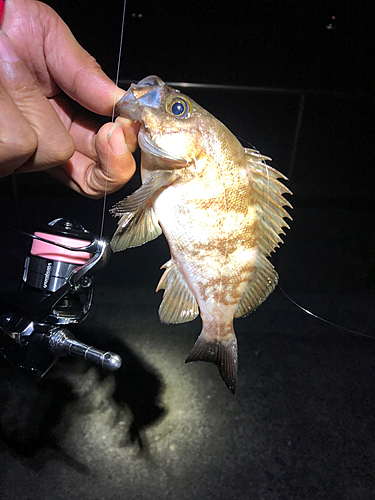 メバルの釣果