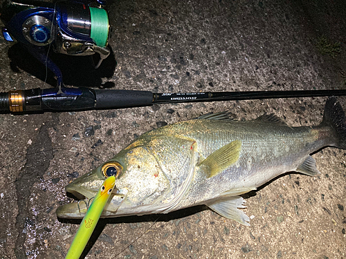 シーバスの釣果