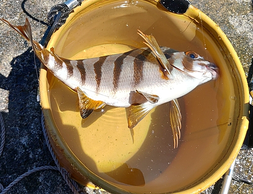 タカノハダイの釣果