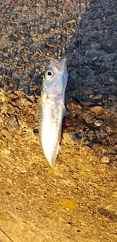 サバの釣果