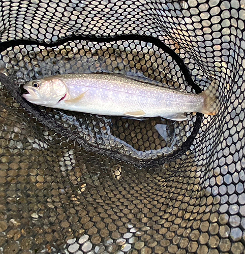 イワナの釣果