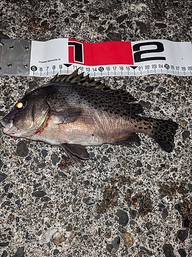 コショウダイの釣果