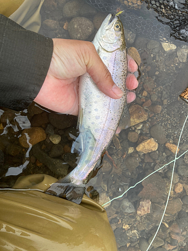 ヤマメの釣果