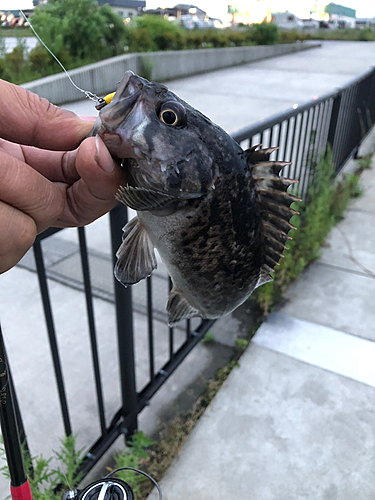 クロソイの釣果