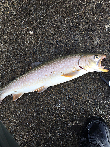 アメマスの釣果