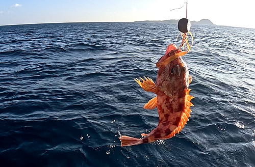 アラカブの釣果