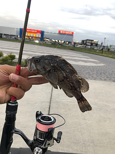 クロソイの釣果