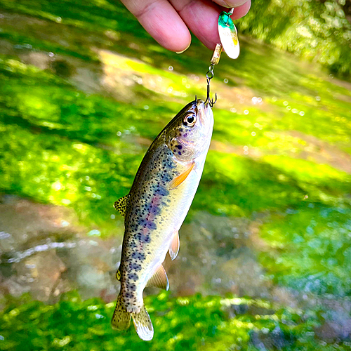 ニジマスの釣果