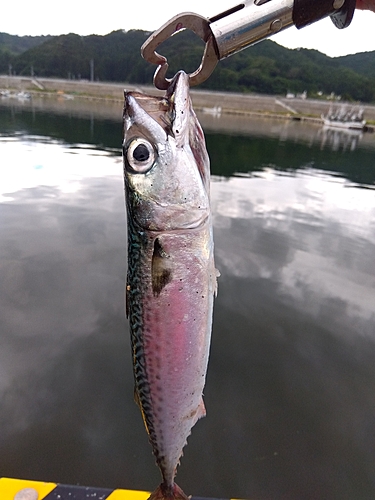 マサバの釣果