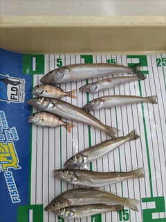 キスの釣果