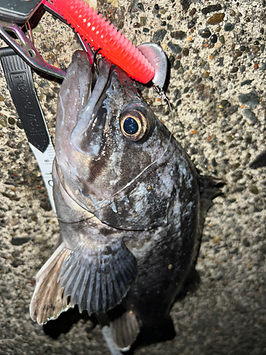 クロソイの釣果