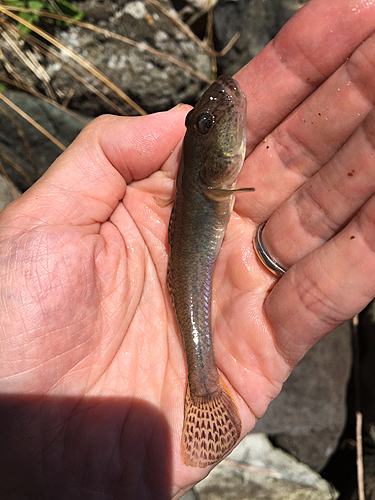 マハゼの釣果