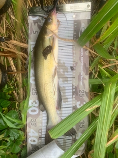 アメリカンキャットフィッシュの釣果