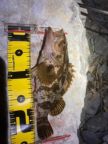 タケノコメバルの釣果