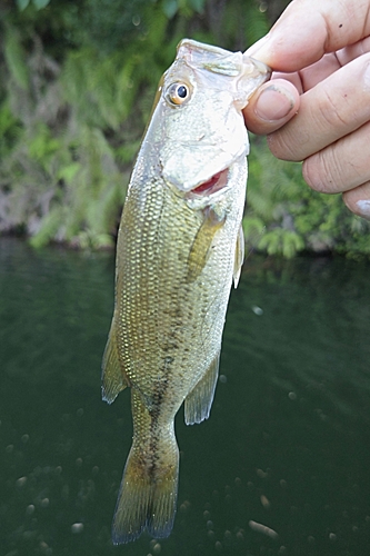 ブラックバスの釣果