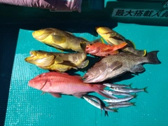 オオモンハタの釣果