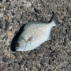 ババタレの釣果