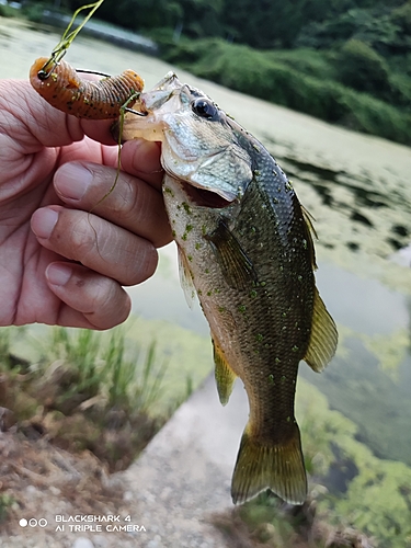 ブラックバスの釣果