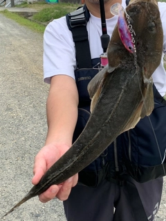 マゴチの釣果