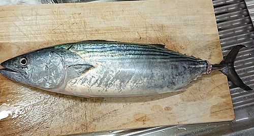 釣果