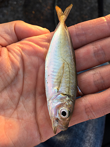 マアジの釣果