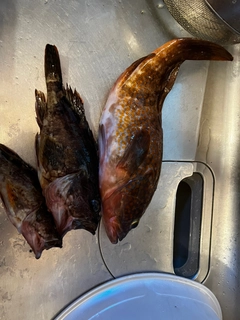 アコウの釣果