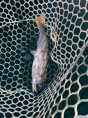 ニジマスの釣果