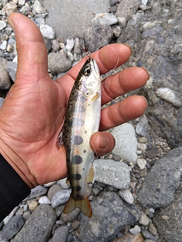 アマゴの釣果