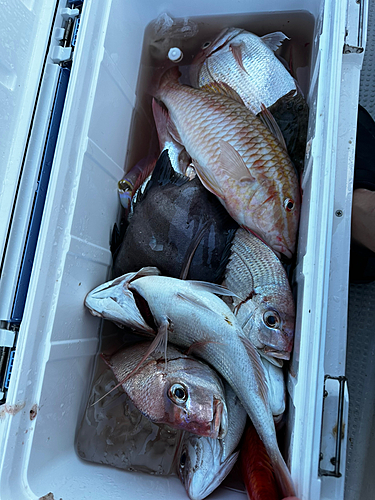 チダイの釣果