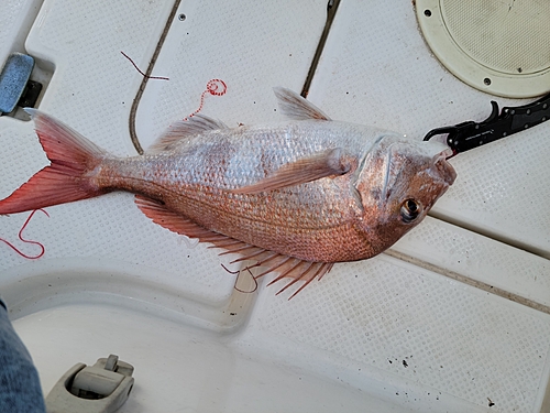 マダイの釣果