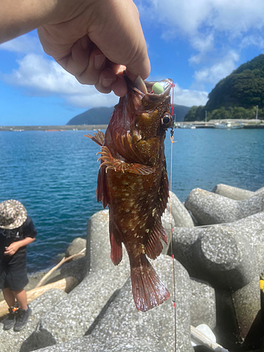 カサゴの釣果