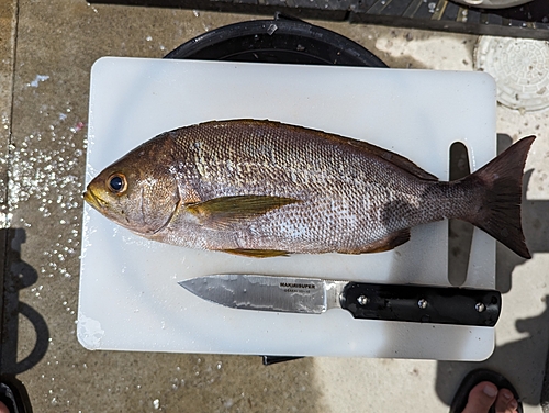 イサキの釣果