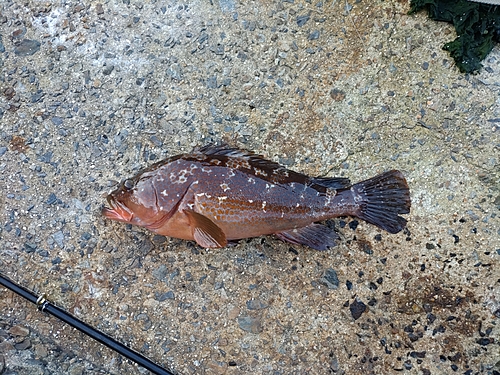 アコウの釣果