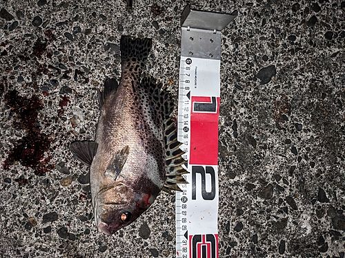 コショウダイの釣果