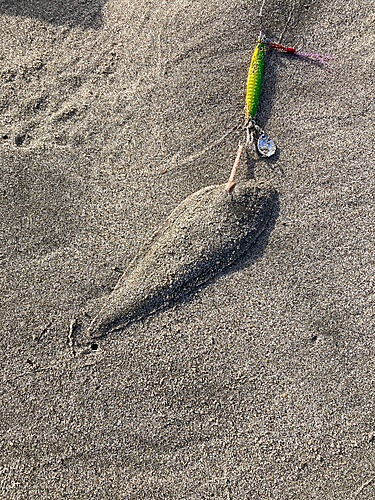 シタビラメの釣果