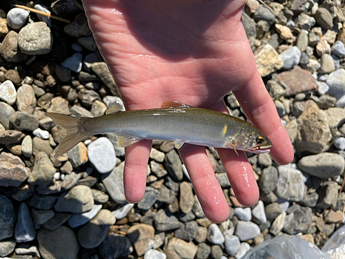 コアユの釣果