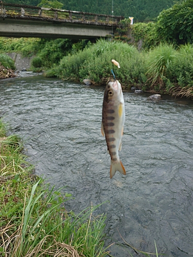 アマゴの釣果