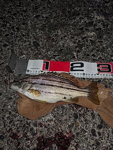 シマイサキの釣果