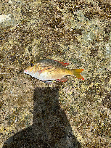 クチナジの釣果