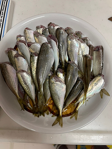 アジの釣果