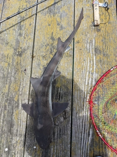 ドチザメの釣果