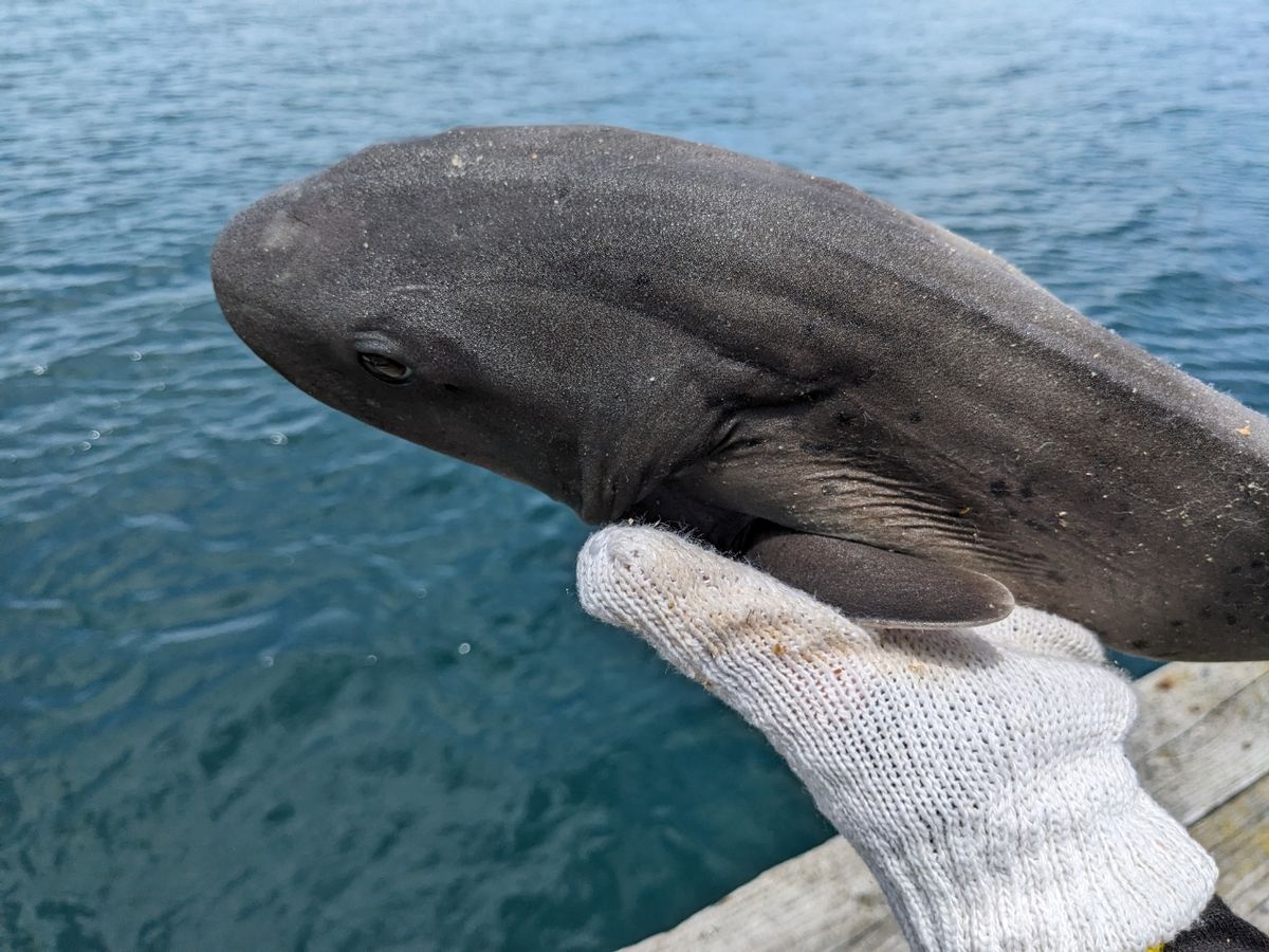 とむたむさんの釣果 2枚目の画像