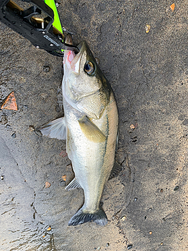 スズキの釣果