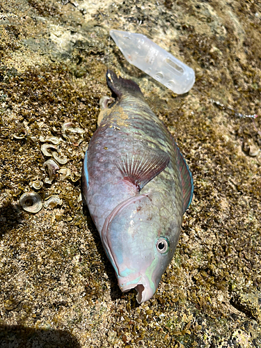 イラブチャーの釣果