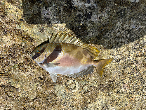 ハナアイゴの釣果