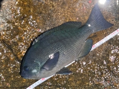 クチブトグレの釣果