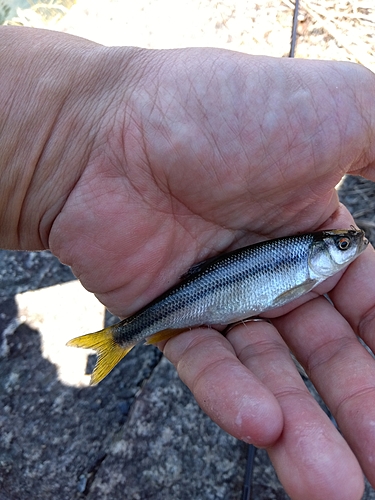 カワムツの釣果