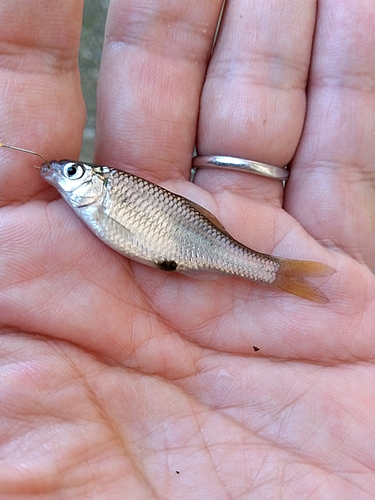 タナゴの釣果